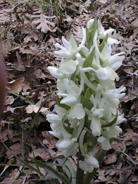 D. romana