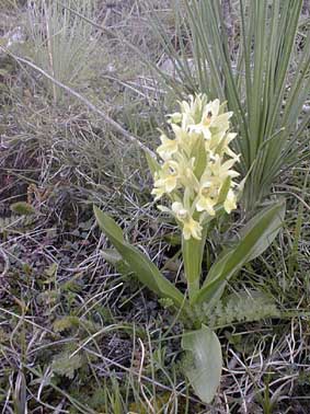 D. latifolia