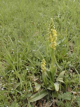 Aceras anthropophorum var. gialla