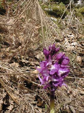 esemplare di O. mascula