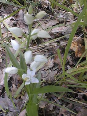 Cephalanthera