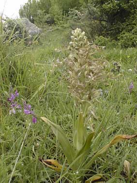 Himantoglossum