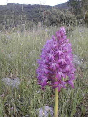 Anacamptis