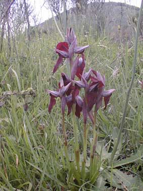 una Serapias