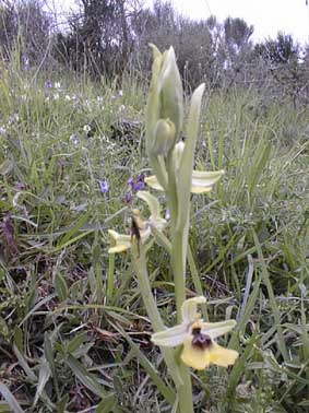 Ophrys Lacaitae