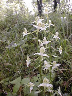 una Cephalantera