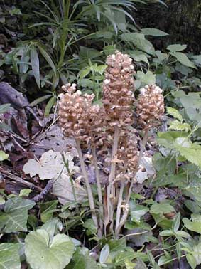 Neottia