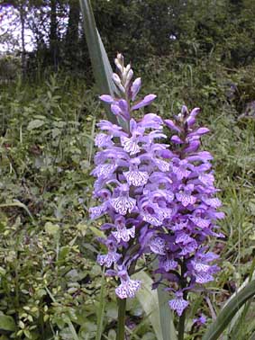 Dactylorhiza