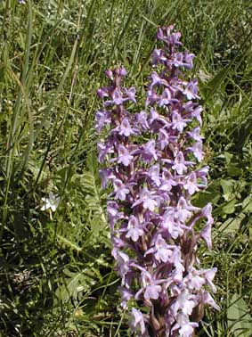Gymnadenia