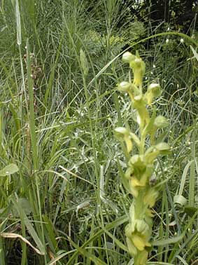 Coeloglossum